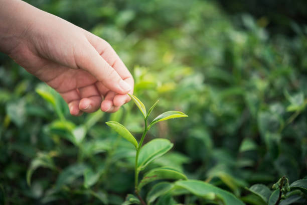 istock hand girl picking green tea leaf at the tea farm 800441204