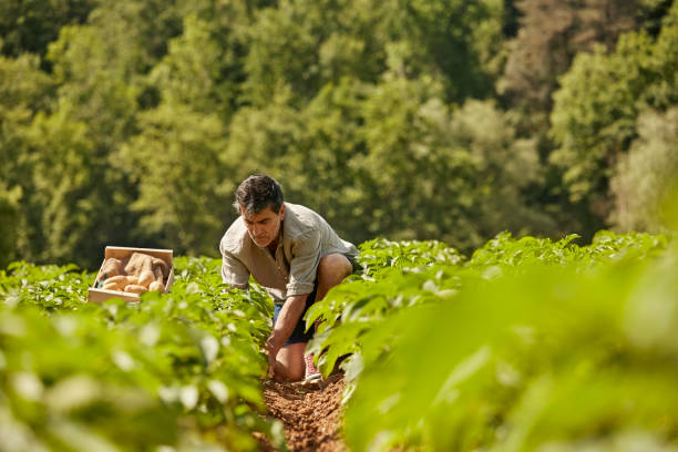 Mature man harvesting potatoes on field Man harvesting potatoes on field. Mature male with root vegetables on sunny day. He is wearing casuals. cultivated land stock pictures, royalty-free photos & images