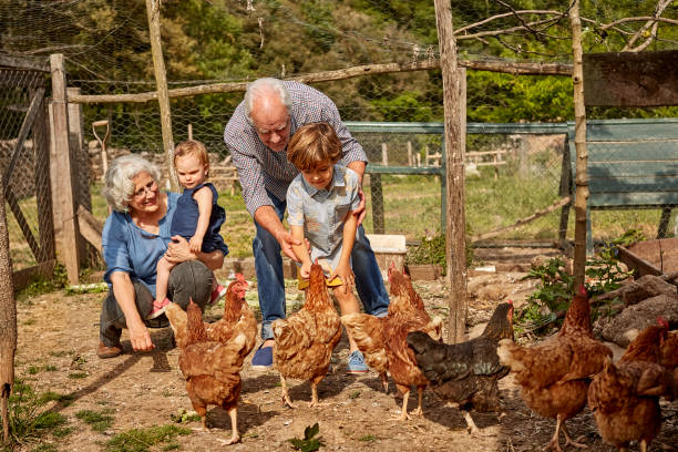 großeltern mit kindern füttern hühner im koop-modus - hühnerstall stock-fotos und bilder