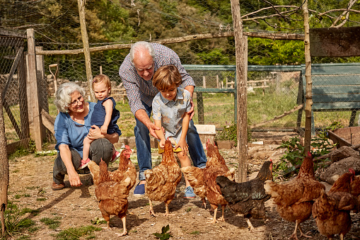 Grandparents with children feeding hens. Family is having leisure time in chicken coop. They are wearing casuals.