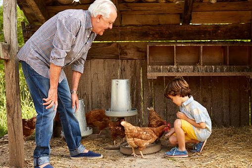 Grandfather teaching grandson to feed hen. Man and boy are enjoying in chicken coop. They are spending leisure time together.