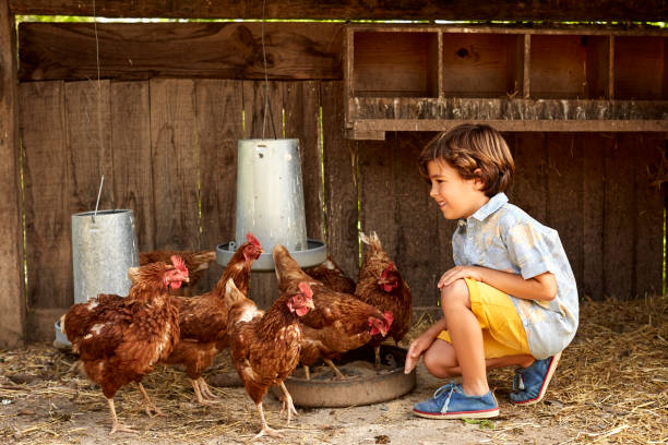 smiling boy looking at hens in coop on sunny day - poultry animal curiosity chicken foto e immagini stock