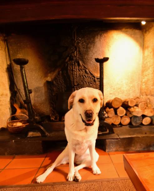 istock Labrador Retriever in front of a fireplace 800441736