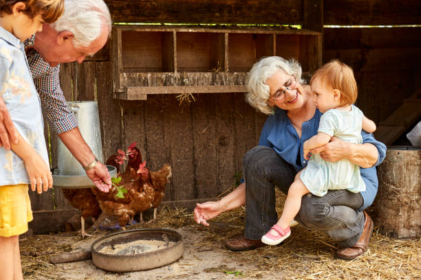 grandparents showing hens to children in coop - poultry animal curiosity chicken imagens e fotografias de stock