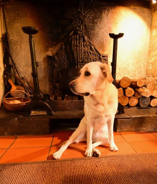 istock Labrador Retriever in front of a fireplace 800441820