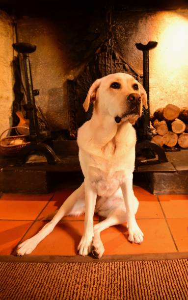 istock Labrador Retriever in front of a fireplace 800441844