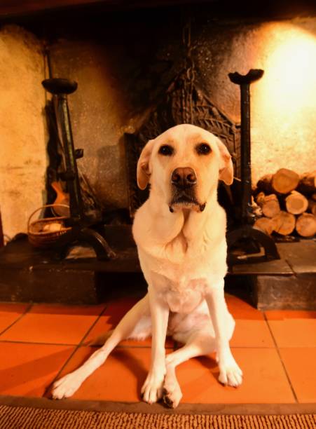 istock Labrador Retriever in front of a fireplace 800441888