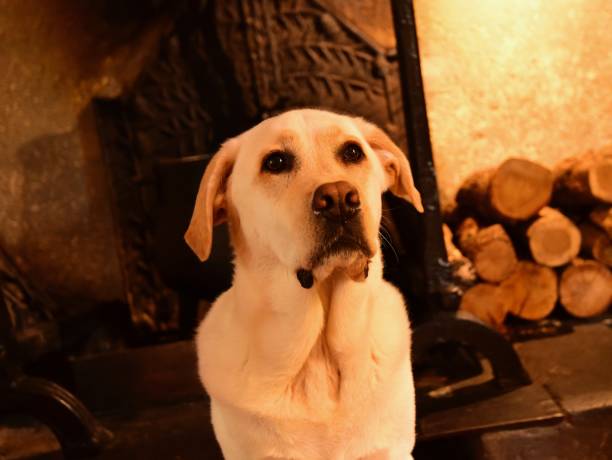 istock Labrador Retriever in front of a fireplace 800441982