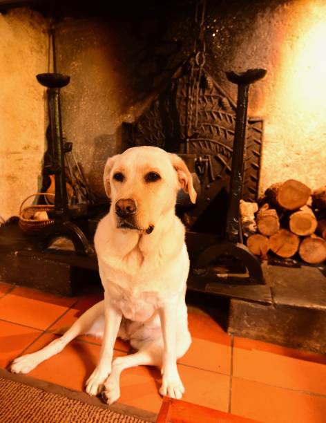 istock Labrador Retriever in front of a fireplace 800443128