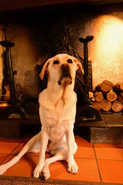 istock Labrador Retriever in front of a fireplace 800444190