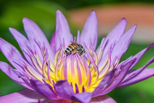 Pink lotus with bee is collecting nectar from pollen