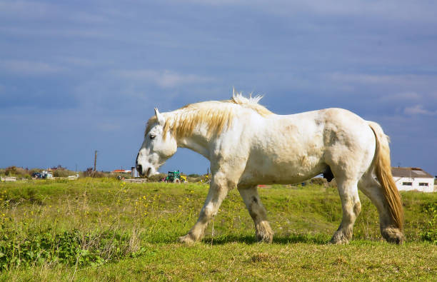 Photo taken in natural light at zoom 18/135, at 200 iso, 1/160, f 18