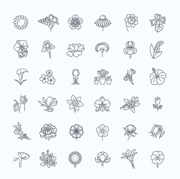 Flower Icon Set - Vector Illustration Set of floral icon in flat design. Thin line style lily stock illustrations