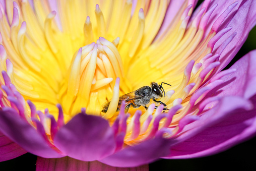 Pink lotus with bee is collecting nectar from pollen