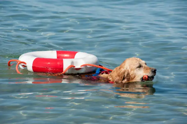 Lifeguard dog and instructor at the beach, during training.