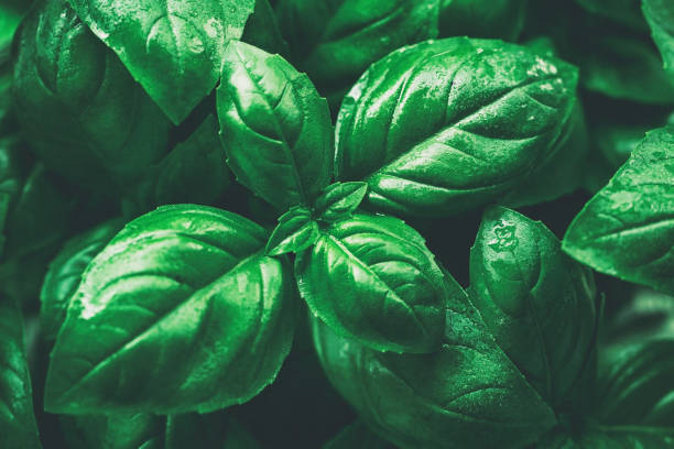 istock Closeup of tasty beautiful basil. Toning. Selective Focus. 800452466