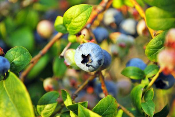 istock Blueberries ripening on the bush. Shrub of blueberries. 800453632
