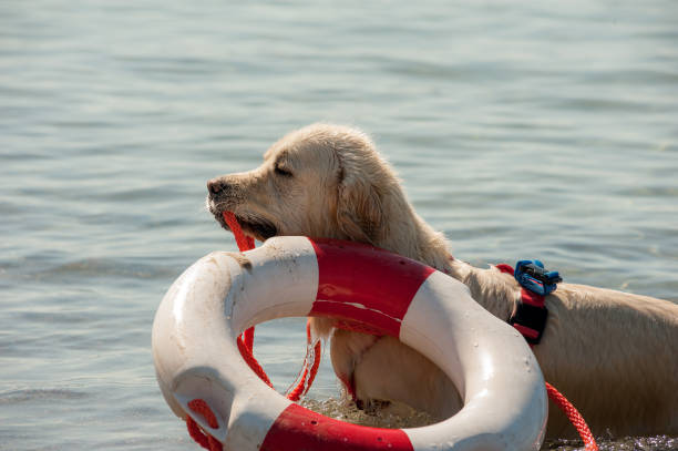 istock Lifeguard dogs and instructor at the beach. 800458312
