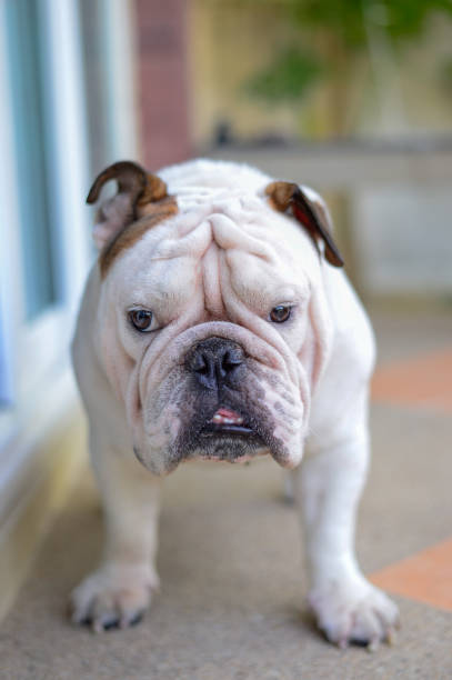 istock english bulldog standing, smile and looking 800458350