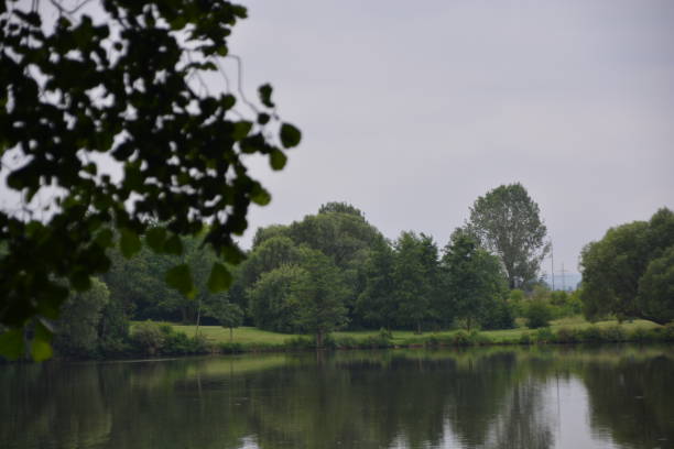 istock Trees and bushes on the lakeshore 800458534