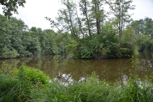 istock Trees and bushes on the lakeshore 800460738