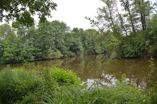 istock Trees and bushes on the lakeshore 800460800