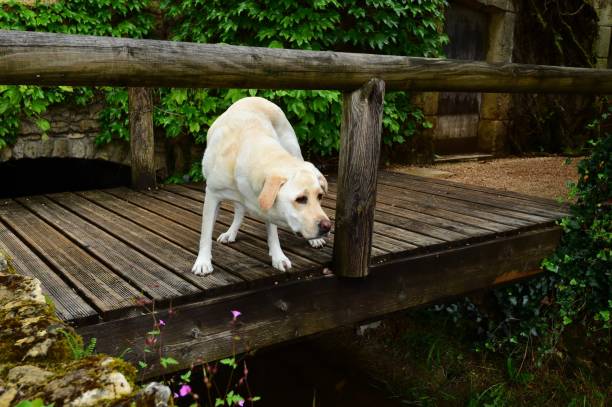 istock Labrador Retriever on a wooden bridge 800462146