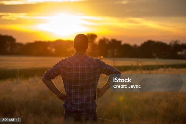 Farmer In Feld Stockfoto und mehr Bilder von Bauernberuf - Bauernberuf, Feld, Sonnenuntergang