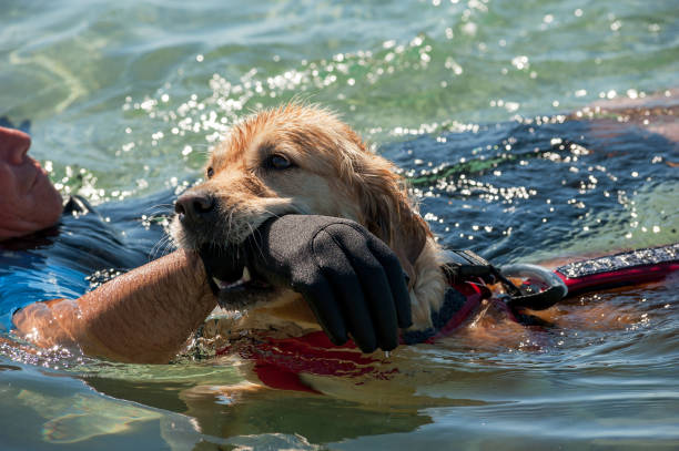 istock Lifeguard dogs and instructor at the beach. 800473010