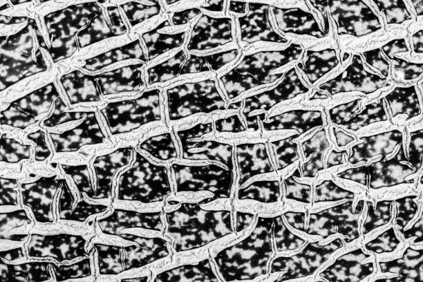 istock Black and white color peel melon backgrounds 800473378