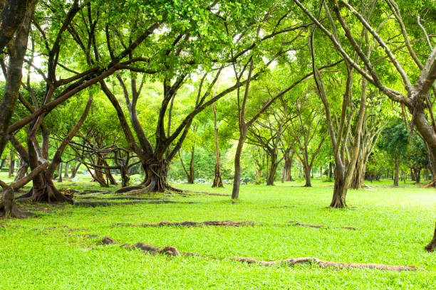 istock Abstract Nature Park Background with morning sunrise. Green natural Texture. 800477106