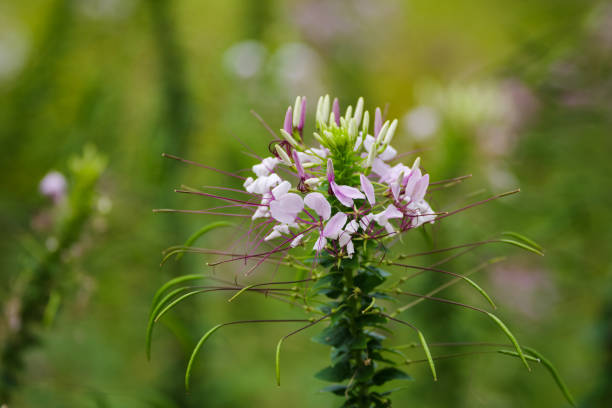 beautiful blooming cleome flower in daylight with blurry green nature background