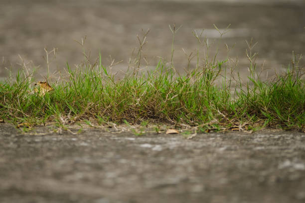 Close up of wild grass on road. Shallow DOF.