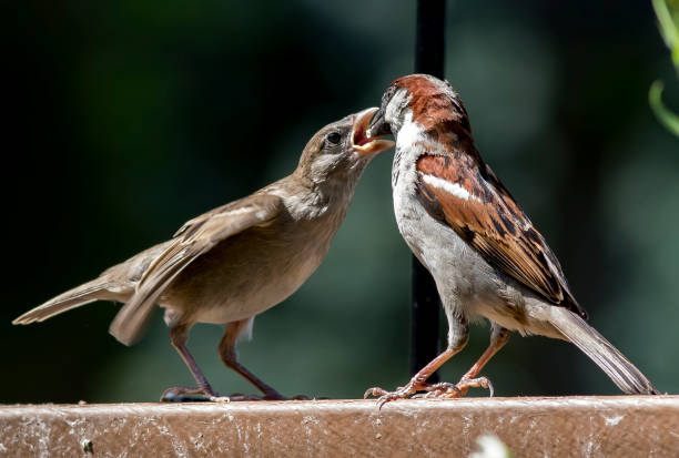 Family feeding Sparrow feeds its young a tasty morsel. iiwi bird stock pictures, royalty-free photos & images