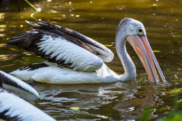 istock Pelican in Bali Island Indonesia 800482702