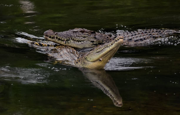 istock Estuarine Crocodile mating season 800488988