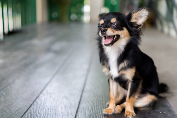 istock Chihuahua is sitting and happy smile. 800489044
