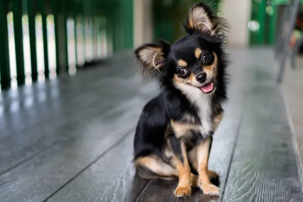 Photo of Chihuahua is sitting and happy smile.