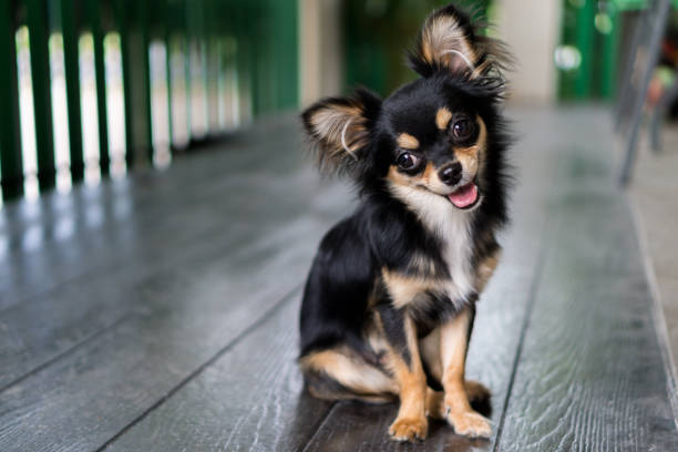 chihuahua siedzi i szczęśliwy uśmiech. - juvenile lawn animal mammal zdjęcia i obrazy z banku zdjęć