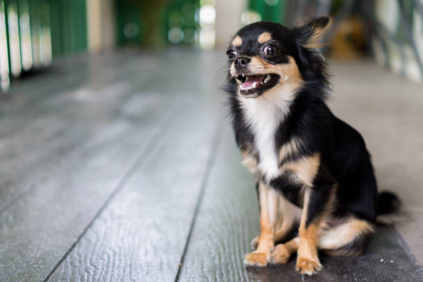 istock Chihuahua is sitting and happy smile. 800489212