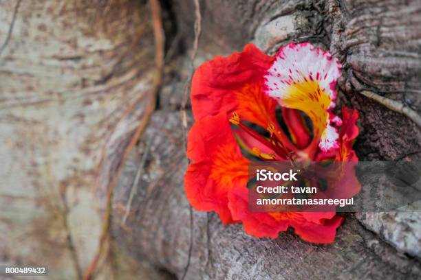 Foto de Flor Royal Poinciana Ou Flamboyan e mais fotos de stock de Arte, Cultura e Espetáculo - Arte, Cultura e Espetáculo, Beleza, Chama