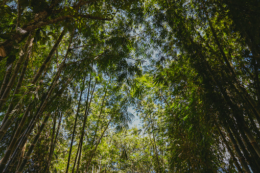 Bamboo forest