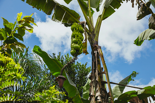 Group of bunches of green bananas in a jungle market in Peru