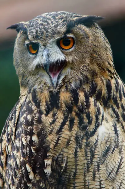 Eurasian Eagle Owl (Bubo bubo) shouts portrait close up.