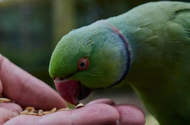 Portrait of rose ringed parakeet (Psittacula krameri)when he is eating from hands, close up.