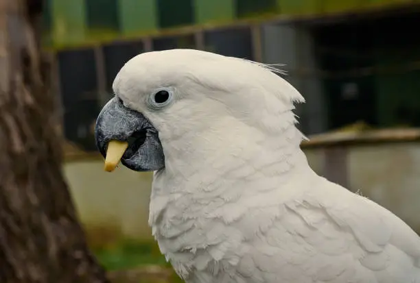 White cockatoo (Cacatua alba), is eating, close up.