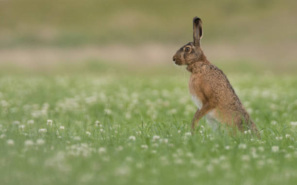 brown hare - wouter imagens e fotografias de stock