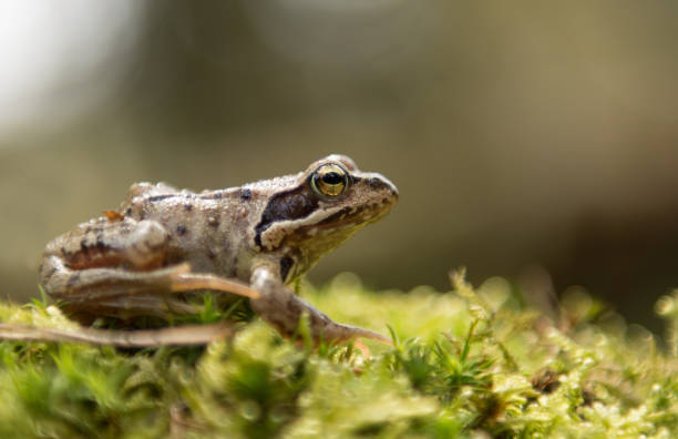 common frog - wouter imagens e fotografias de stock