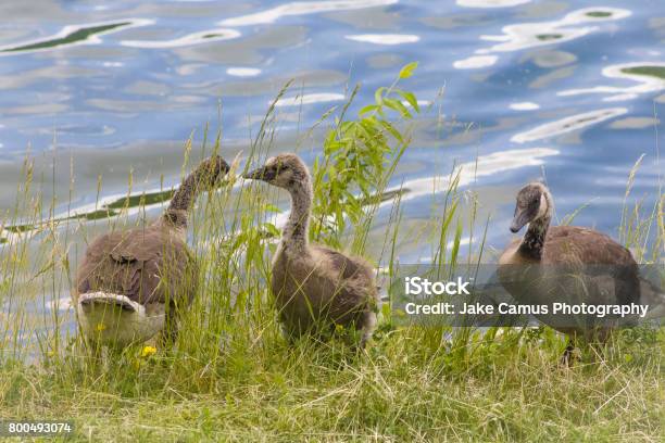 Three Goslings Stock Photo - Download Image Now - Adolescence, Anatidae, Animal