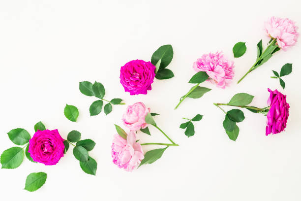 istock Pink roses, peonies and leaves on white background. Floral composition. Flat lay, top view. 800501040